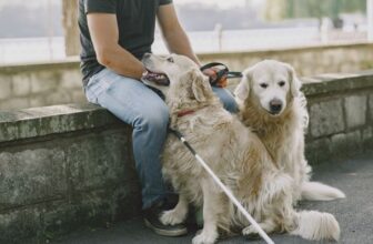 Emotional Support, Therapy Or Assistance Dog? The UK Guide